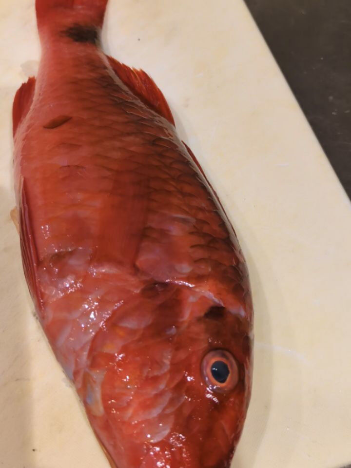 冬は魚が特に美味しい季節ですね