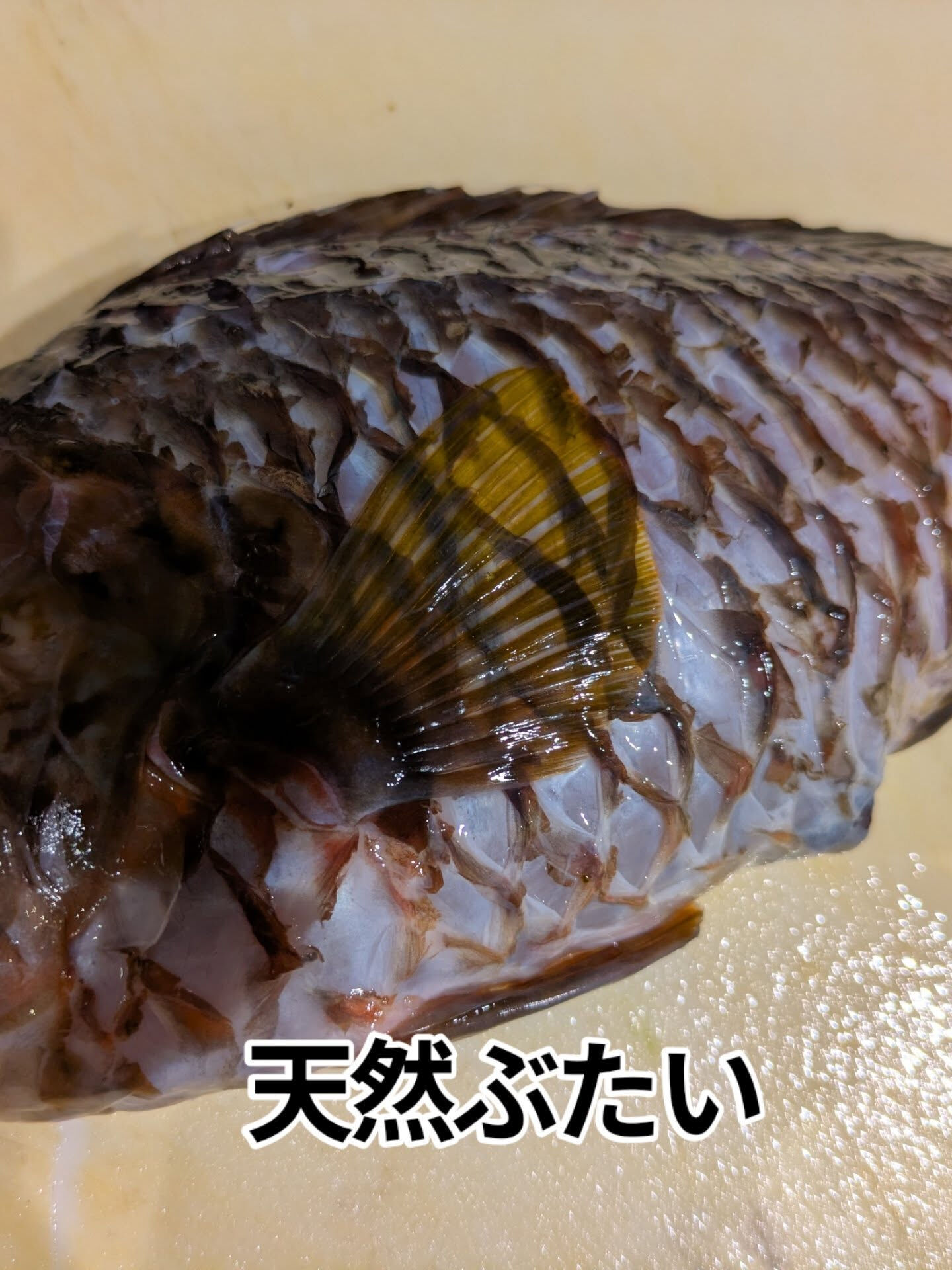 天満にある「東紀州料理　まんぼう家」は、魚の鮮度にこだわる居