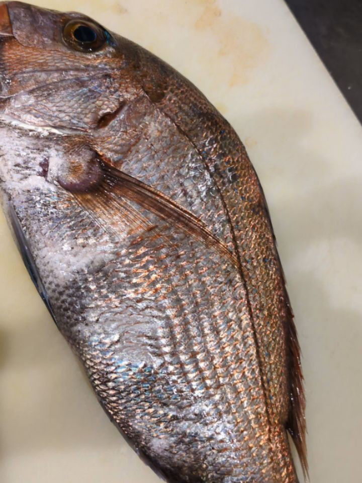 本日は天満の東紀州料理「まんぼう家」では、新鮮な天然魚介のお