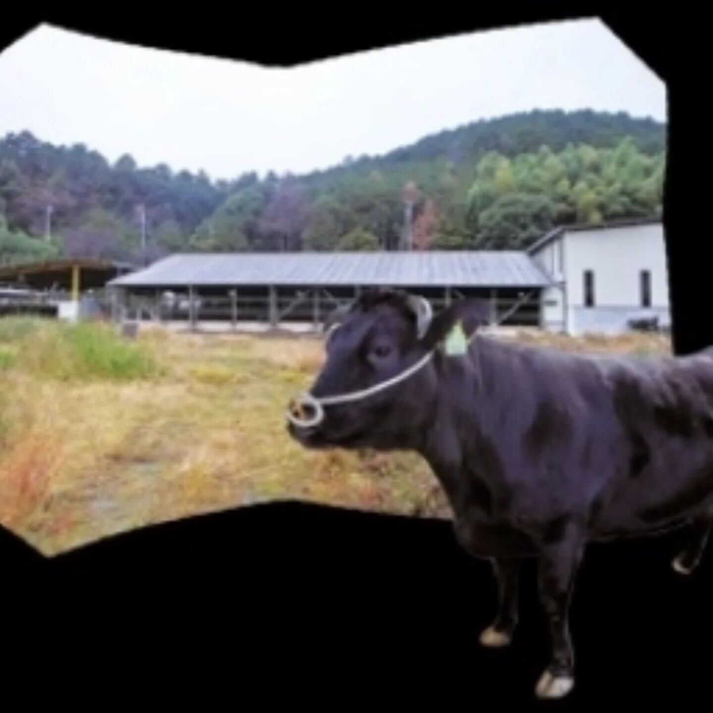multi_image