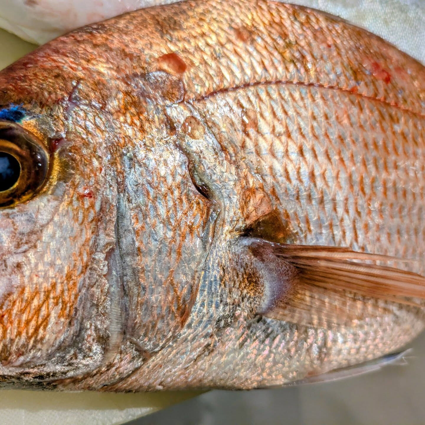 本日は、新鮮な天然物の魚介類を使用した刺身をご用意しておりま