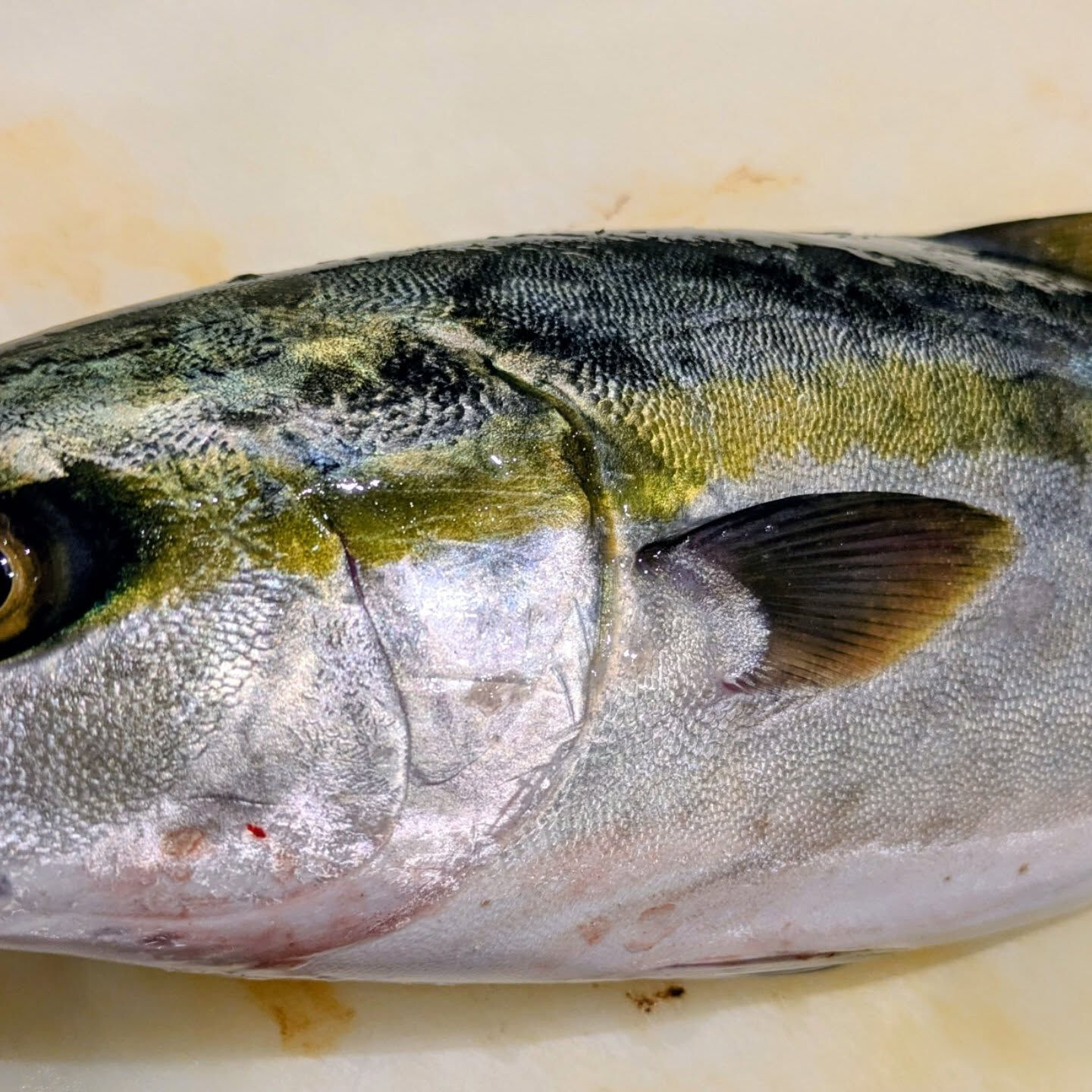 本日は、新鮮な天然物の魚介類を使用した刺身をご用意しておりま