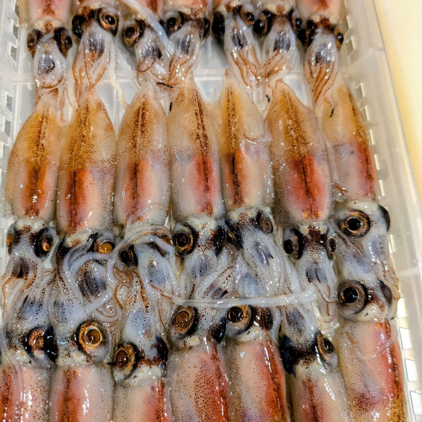 本日は、新鮮な天然物の魚介類を使用した刺身をご用意しておりま