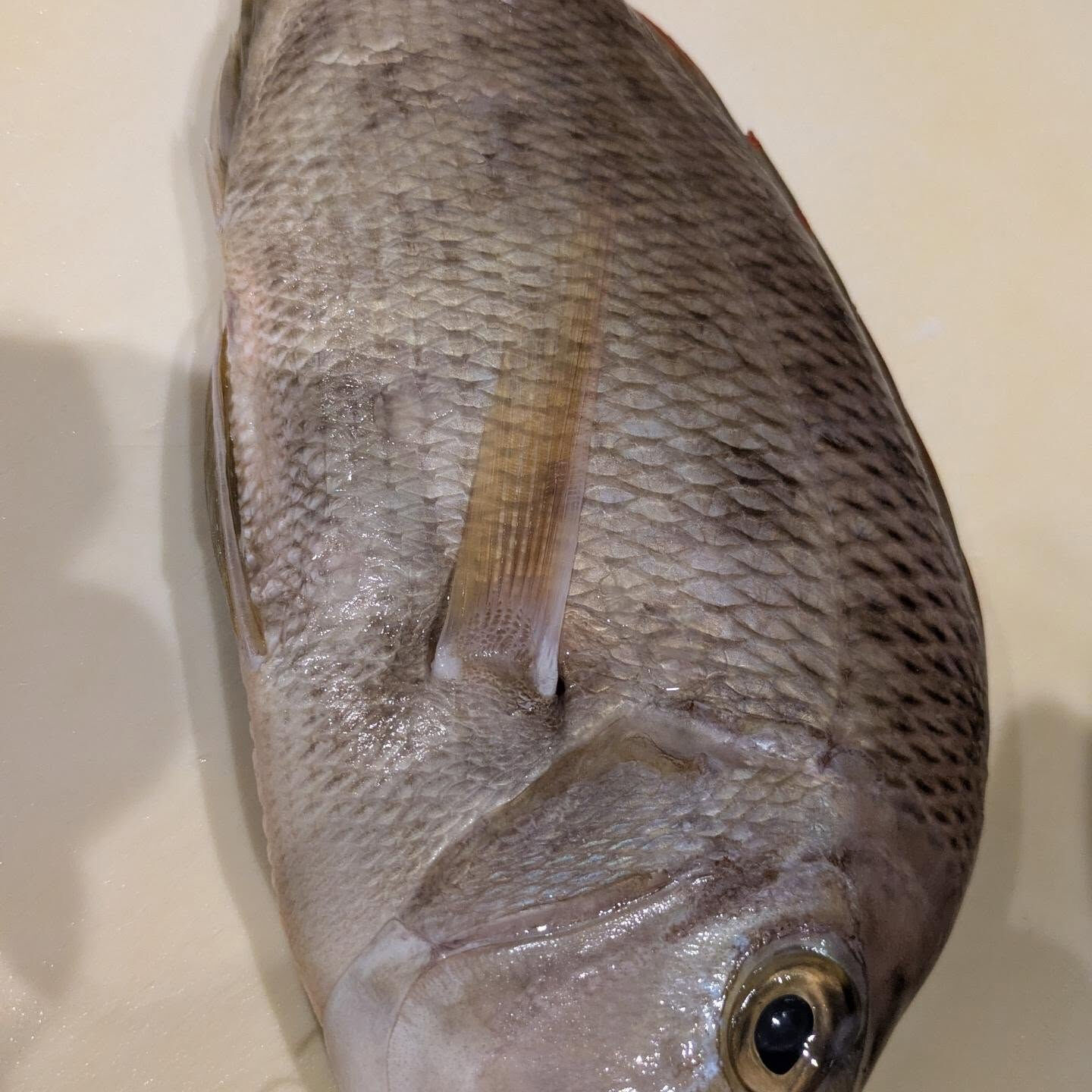 新鮮な海の恵みが、本日も皆様をお待ちしています