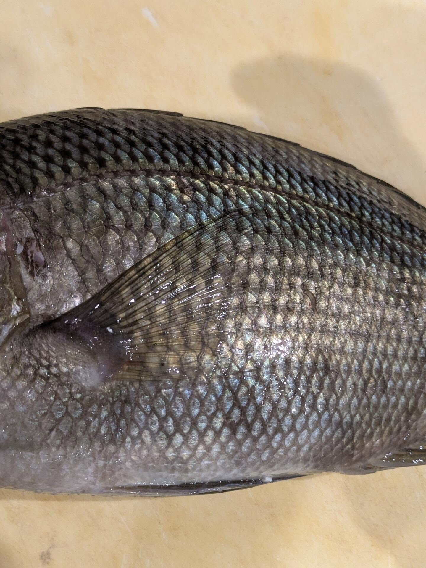 極上のお魚が勢ぞろい🐟