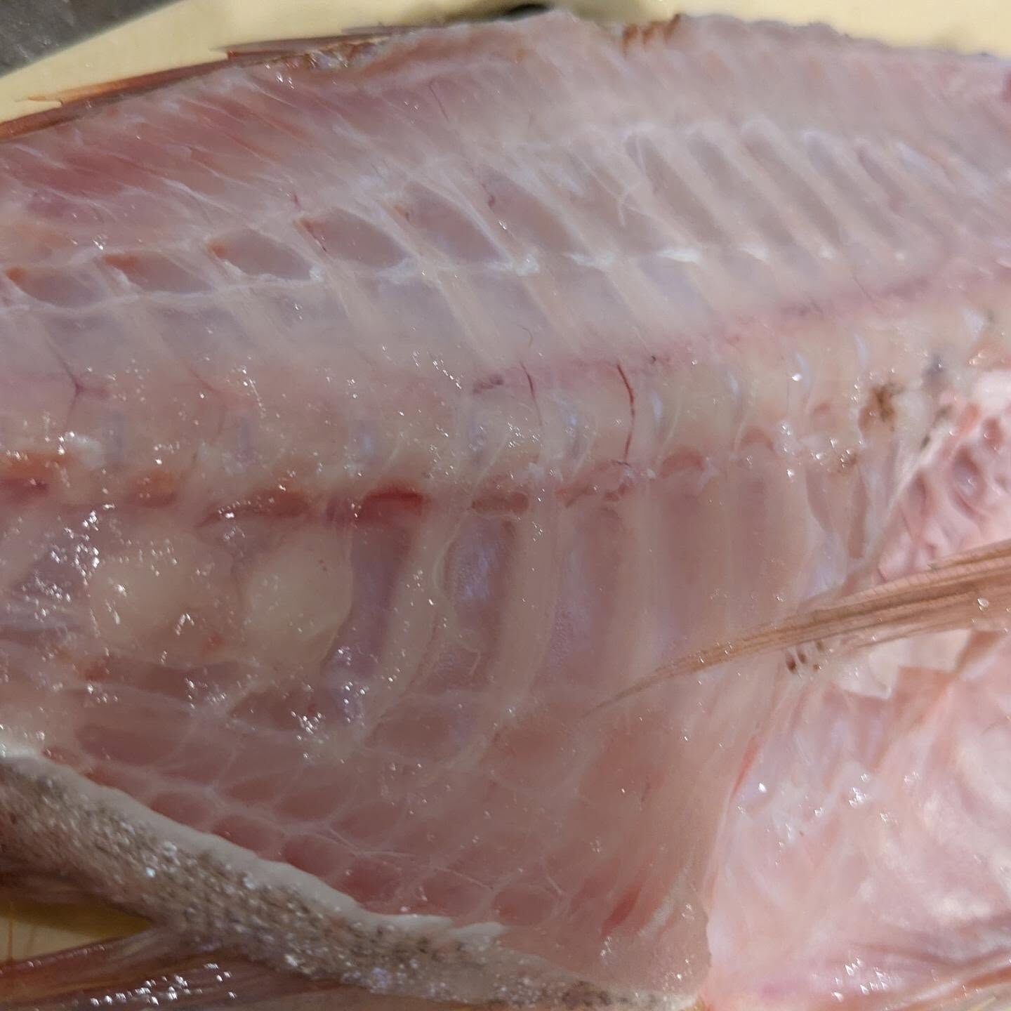新鮮な旬の味を楽しもう🐟