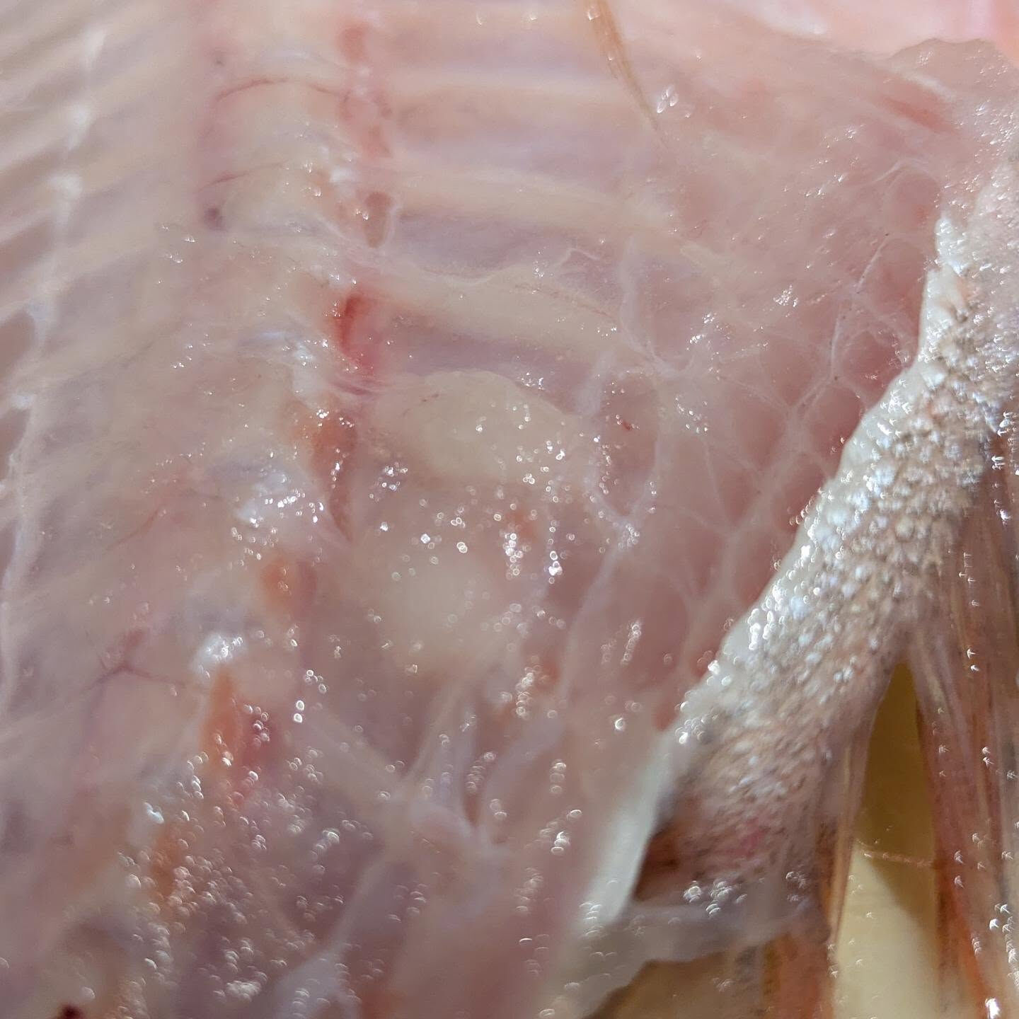 新鮮な旬の味を楽しもう🐟